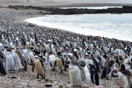 Chubut: Productor agropecuario culpable por matanza de pingüinos en Punta Tombo