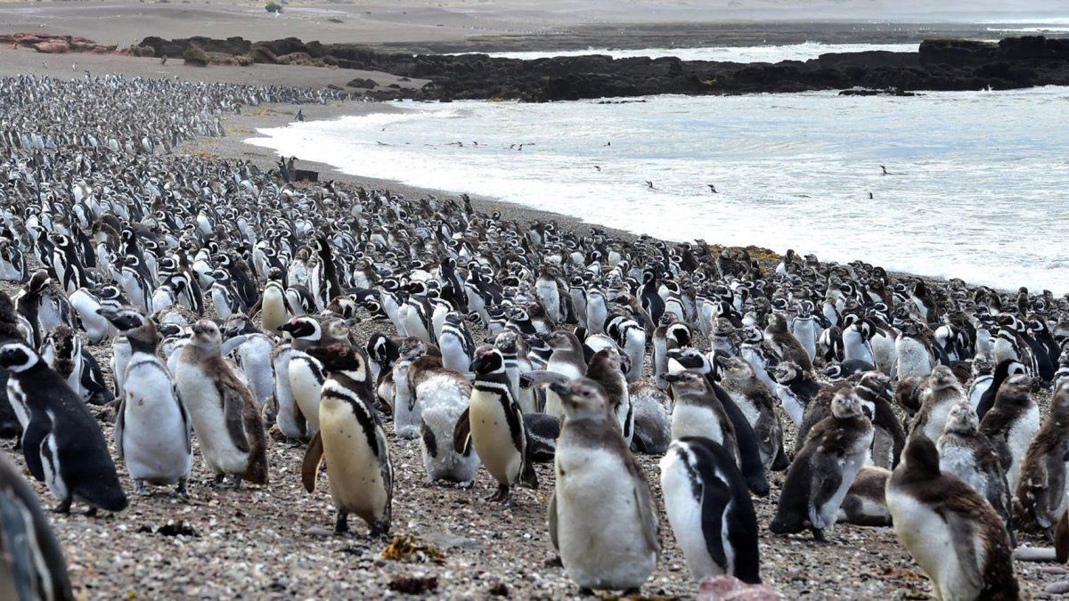 Chubut: Productor agropecuario culpable por matanza de pingüinos en Punta Tombo