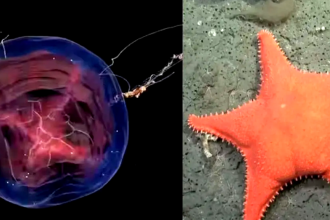 Argentina con transmisión en vivo desde el fondo del mar