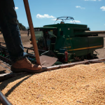 Gobierno elimina temporalmente las retenciones a granos